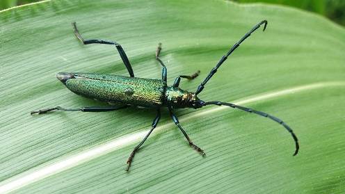 Ackertalk -  Insektensterben: Alles nur erfunden?