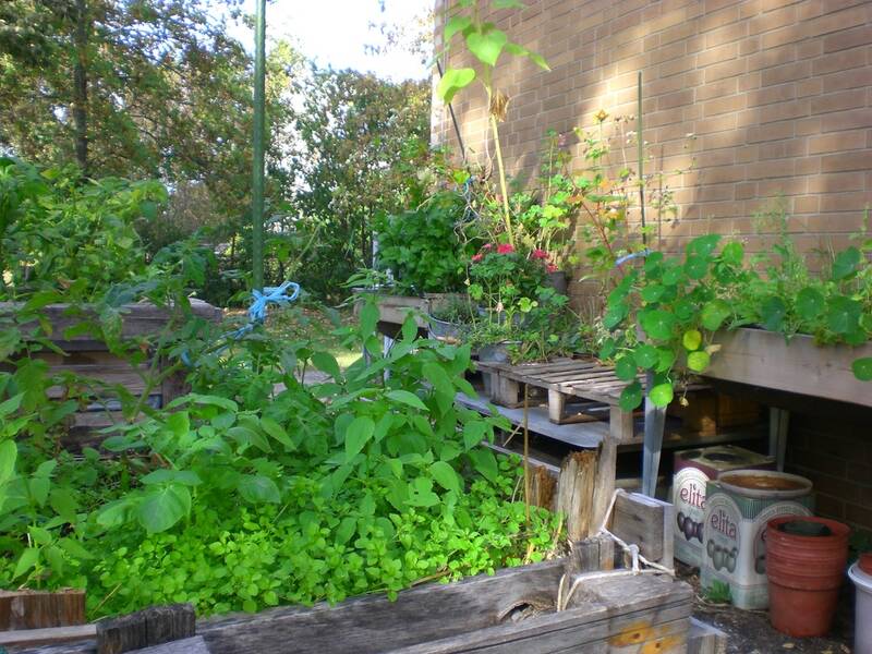 Offenes Gärtnern im Gemeinschaftsgarten an der Jugendtheaterwerkstatt (jtw) 