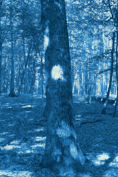 Protest im Wald - Kunstworkshops im Spandauer Forst