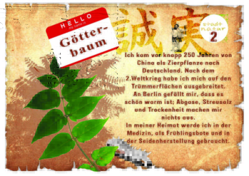Botanische Schatzsuche in der Thomashöhe