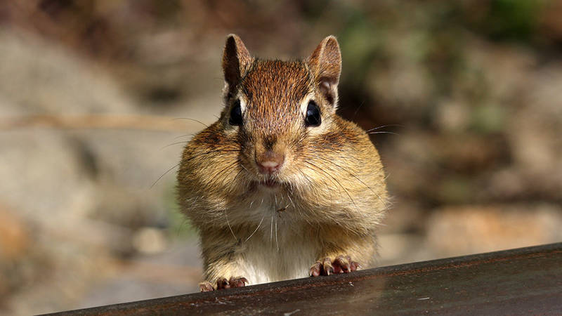 HAMSTERWOCHEN im Periplaneta Literaturcafé
