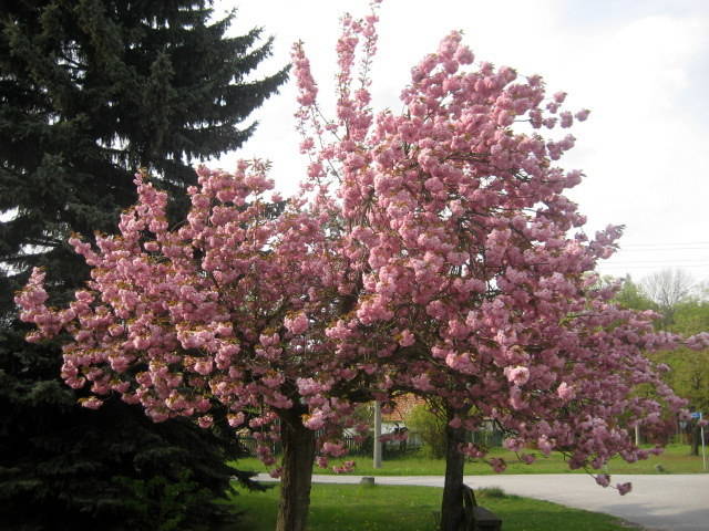 Hanami: Japanisches Kirschblütenfest, längste Kirschblütenallee & Kirschblütenwochen