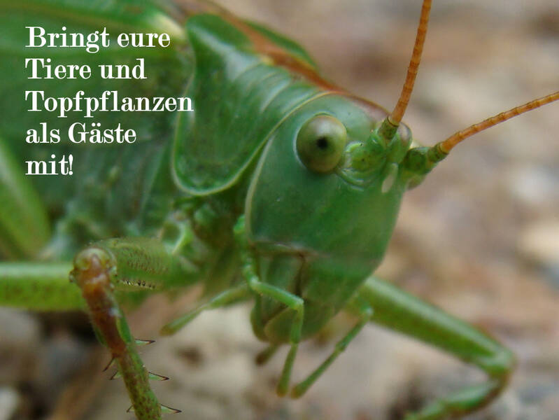 Pflanzen, Tiere, Sensationen
