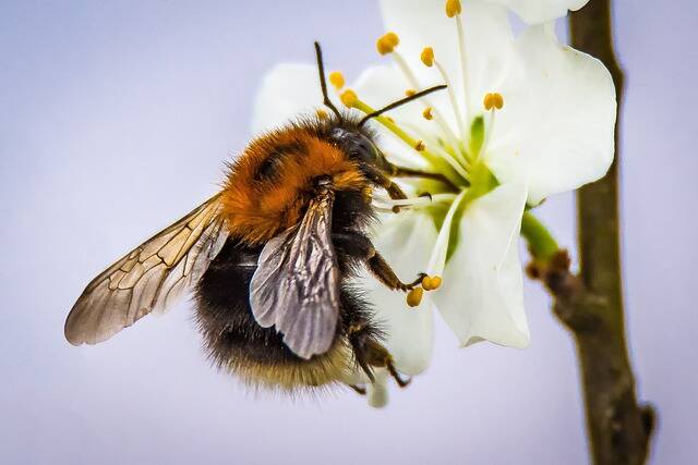 Wildkräuter und Wildbienen am Hahneberg