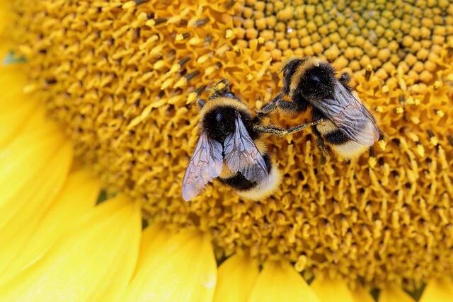 Wildkräuter und Wildbienen am Hahneberg