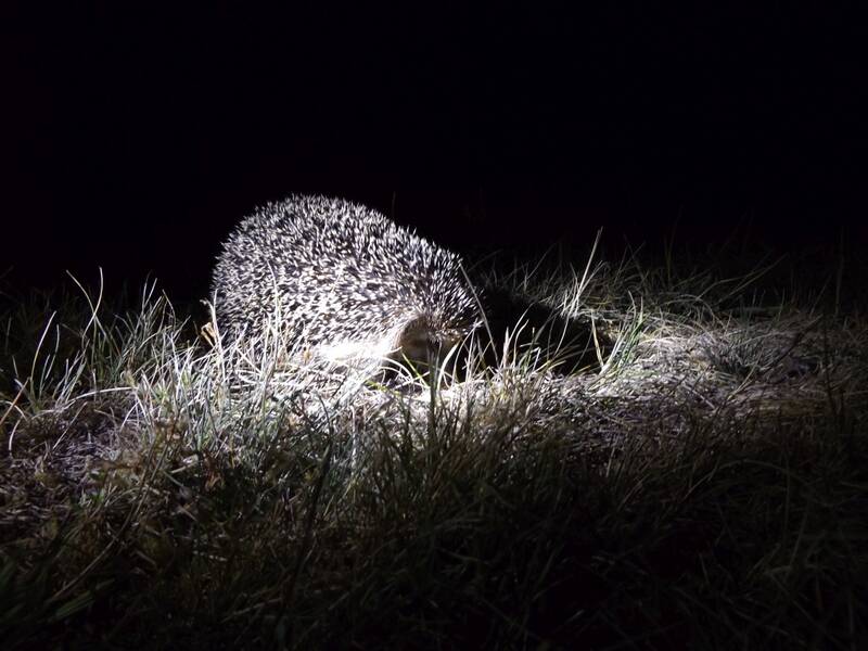 Deutschland sucht den Igel und Maulwurf – Zweite Runde!