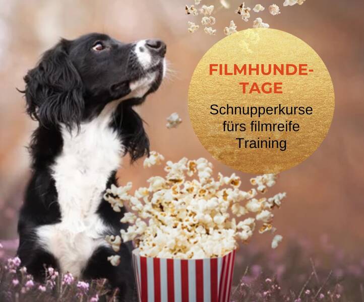  Filmhundetage - Reinschnuppern ins filmreife Training!