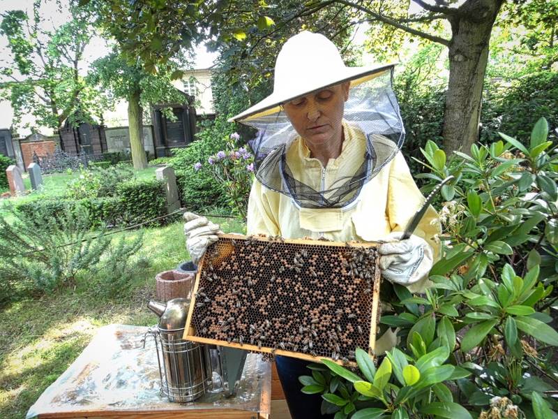 Führung zu den Bienenstöcken auf dem Alten Zwölf-Apostel-Kirchhof