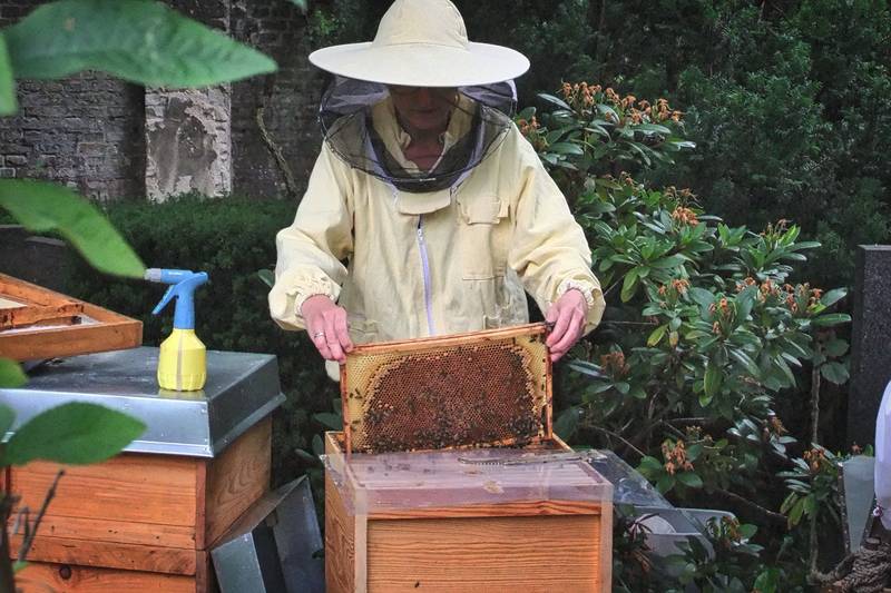 Führung zu den Bienenstöcken auf dem Alten Zwölf-Apostel-Kirchhof