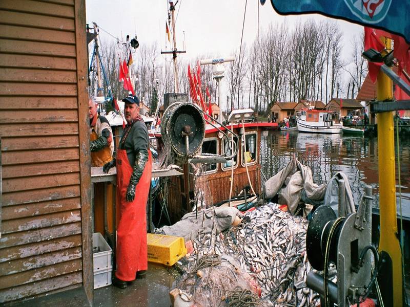 Start der Herings- und Dorschsaison auf 1. Berliner Fischmarkt