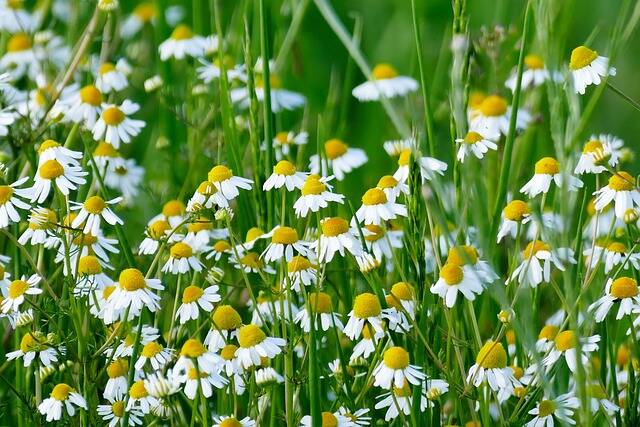 Wildkräuterführung am Hahneberg