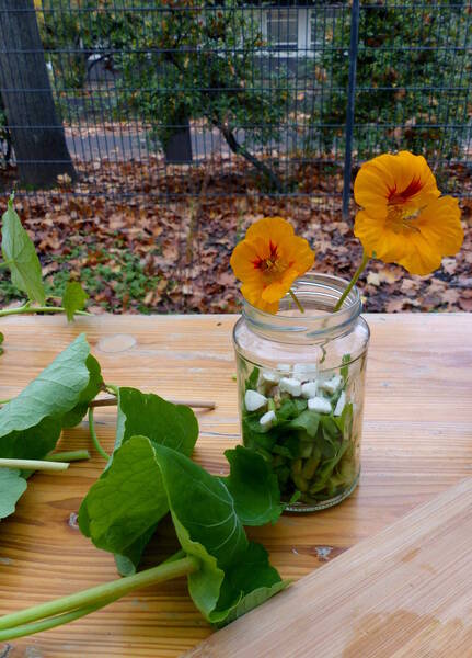 Workshop: Heilsames und Schmackhaftes im Dschungel der Großstadt - Wildpflanzen erkennen, erleben und nutzen