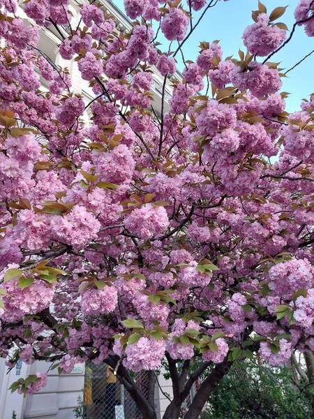 Kirschblüten & Kirschblütenbäume genießen