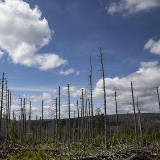 Forstwirtschaft im Wandel – Wie Standort und Klima den Wald der Zukunft formen