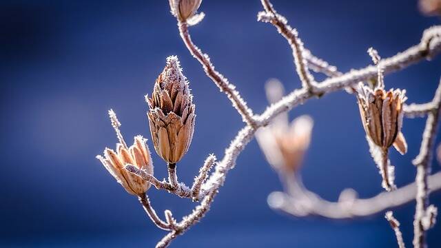 Knospenwanderung im Februar