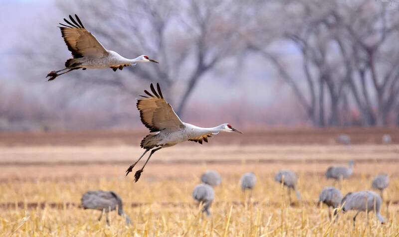 Vortrag: Geheimnisse des Vogelzugs. Wie digitale Methoden der Tierbeobachtung helfen