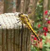 Garten-Entdeckungsreise: Auf Spurensuche im Reich der Insekten