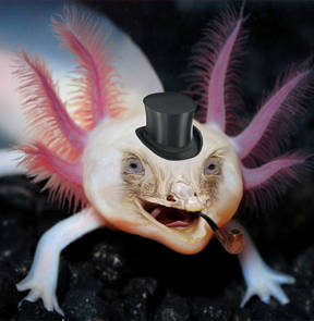 Adorable Creatures - Lord Ostrolotl - English Comedy Open Mic