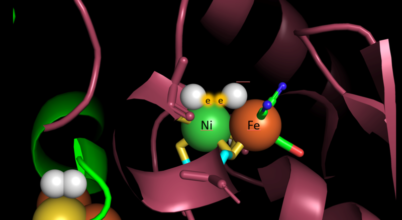 Simulierte Proteine – Computersimulation