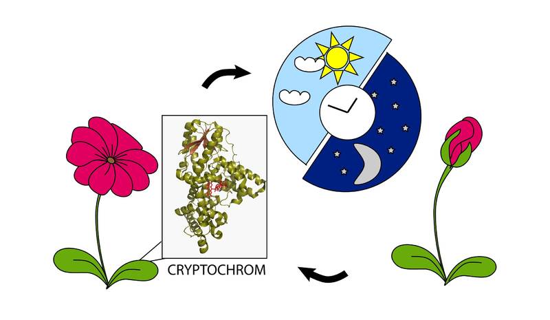 Wie weiß eine Blume, wann sie blühen muss? Forschungen zu lichtsensiblen Proteinen, mit Sabine Oldemeyer