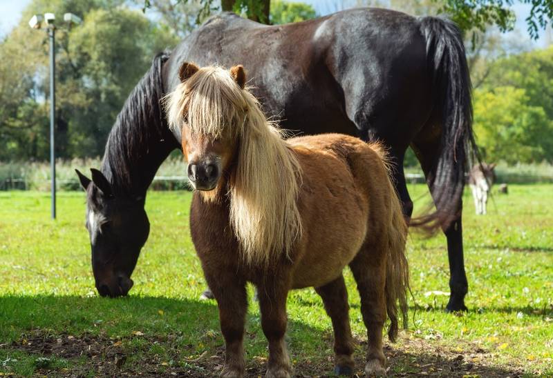 Mittelalterfest beim Ponyclub "Zu den flotten Hufen" 