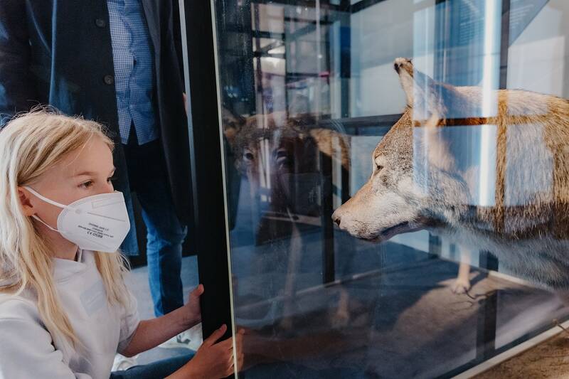 Meet the Scientist: Wolfsmonitoring und -forschung an Bord der MS Wissenschaft