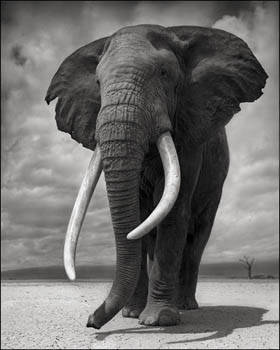 Tierfotografien von Nick Brandt  bei Camera Work