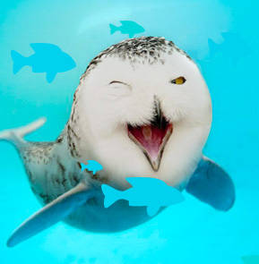 Adorable Creatures - The Owlphin - English Comedy Open Mic