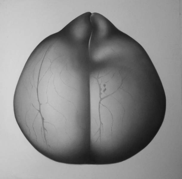 Alice Baillaud "Paysages intimes"