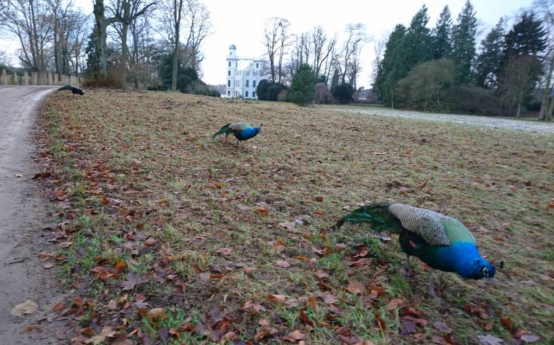 AdventLachMeditationSpaziergang in Berlin - ein Hauch von Weihnachtsurlaub an und auf der Pfaueninsel -