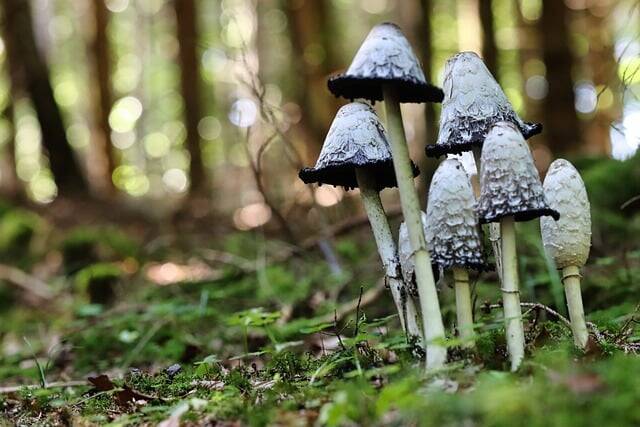 Ausgebucht - Herbstliche Pilzführung, Teil II