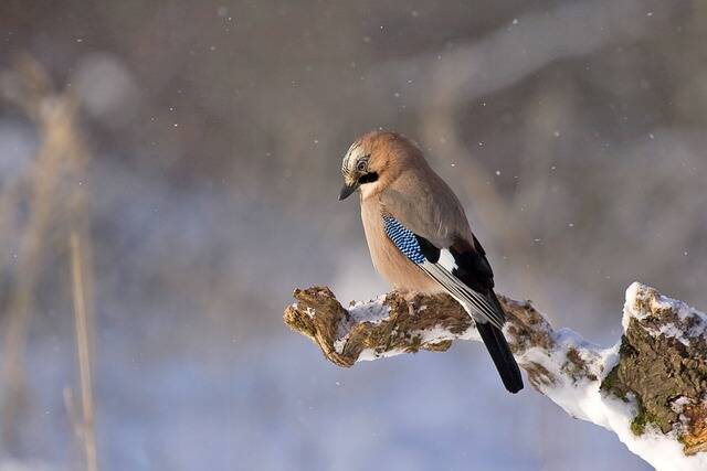 Die winterliche Vogelwelt des Hahnebergs
