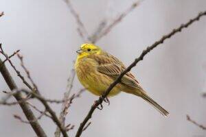 Die herbstliche Vogelwelt des Hahneberg