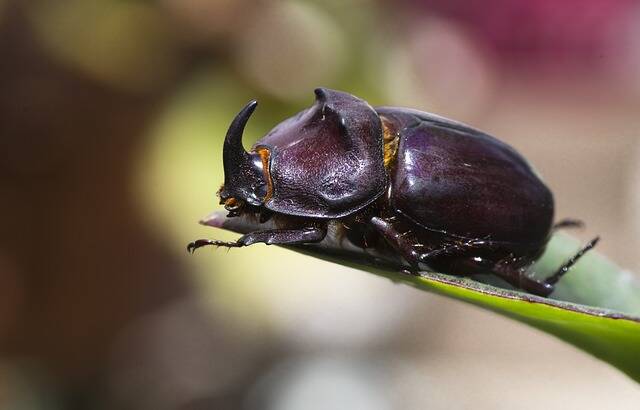 Die fabelhafte Welt der Insekten - Insektenführung für Groß und Klein
