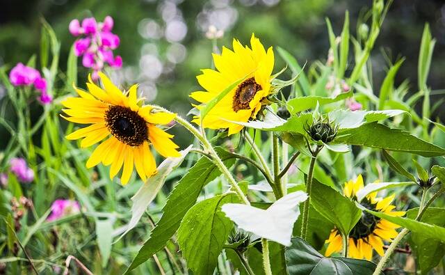 Feierabendgärtnern am Hahneberg - für interessiete Gartenfreund*innen