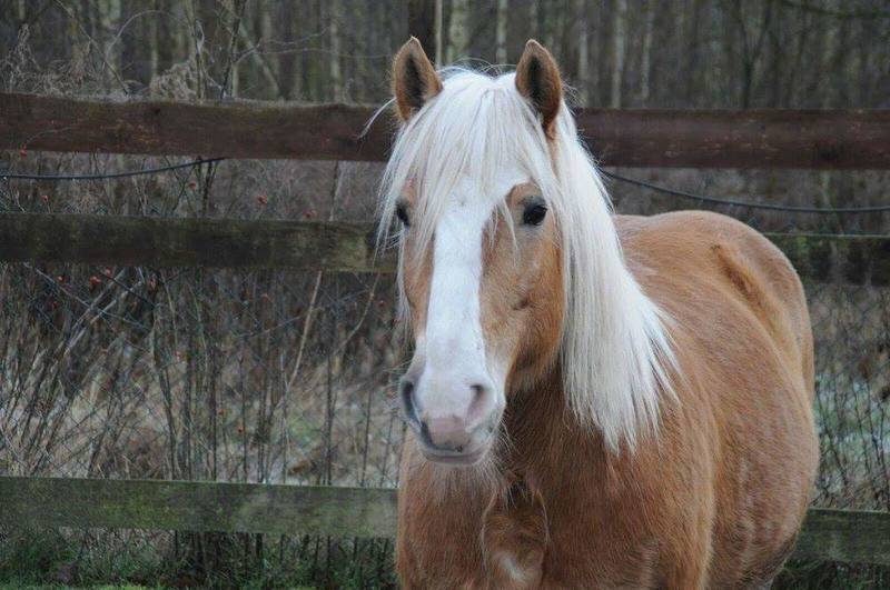 Mittelalterfest des Ponyclubs "Zu den flotten Hufen"!