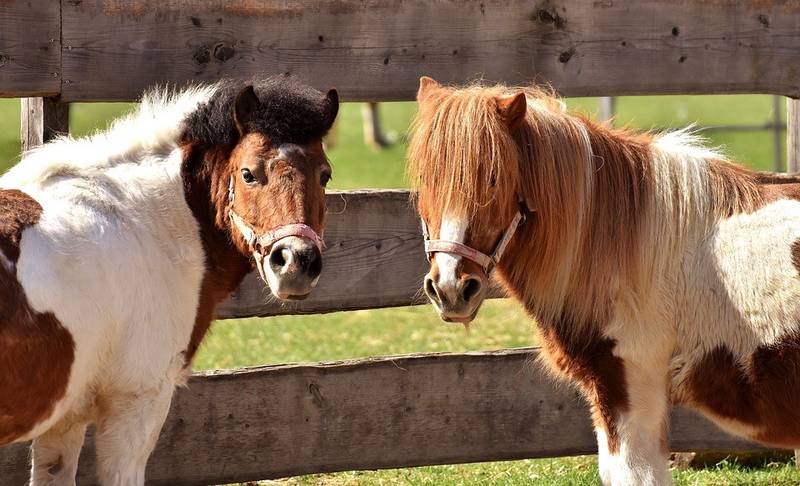 Mittelalterfest beim Ponyclub "Zu den flotten Hufen"