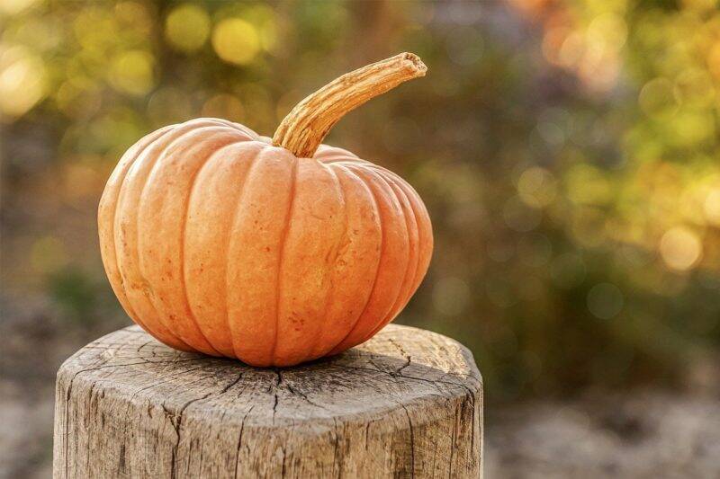 How to Backhauswagen – Halloween Spezial!