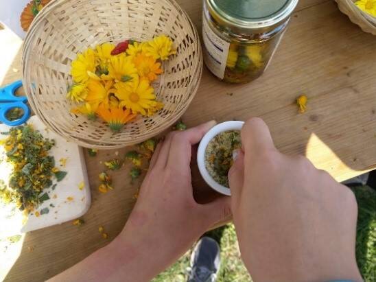 Goldblume, Regenblume,Dotterblume - oder: wie die Ringelblume zu ihren verschienenen Namen kam....