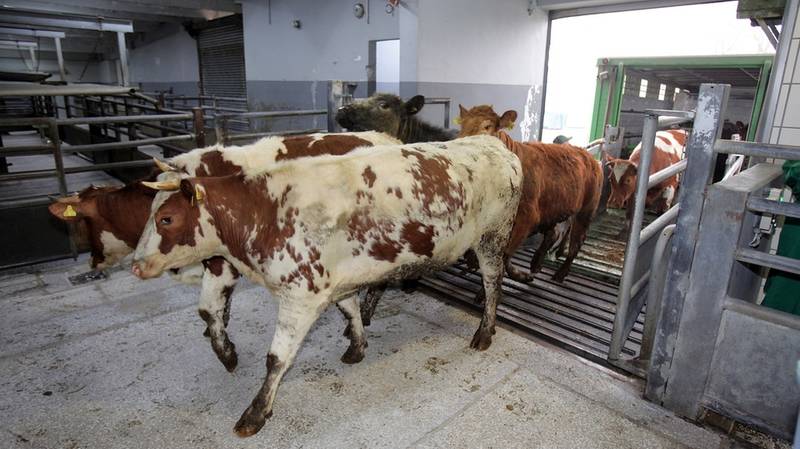 Vortrag: Tierschutz bei „Nutztieren“ – wie Kontrollsysteme sich selbst torpedieren