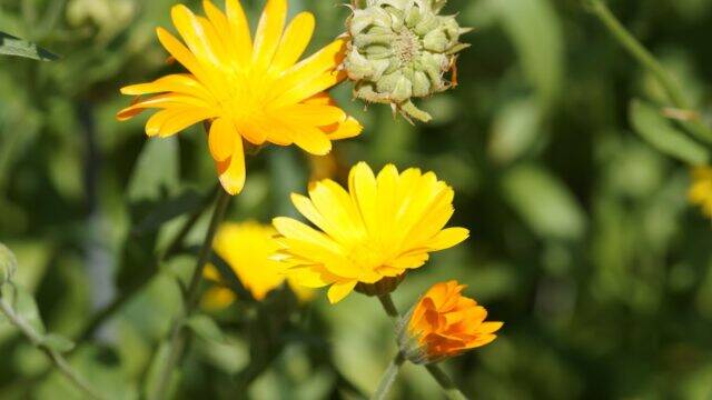 Goldblume, Regenblume, Dotterblume oder: wie die Ringelblume zu ihren verschiedenen Namen kam…