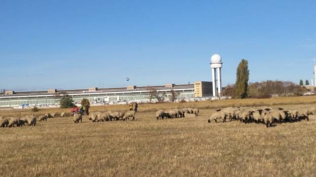 200 Schafe mit (ent)spannendem Rahmenprogramm & bewegender Geschichte auf Tempelhofer Feld