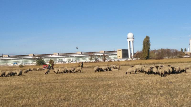 Schäferfest auf Tempelhofer Feld