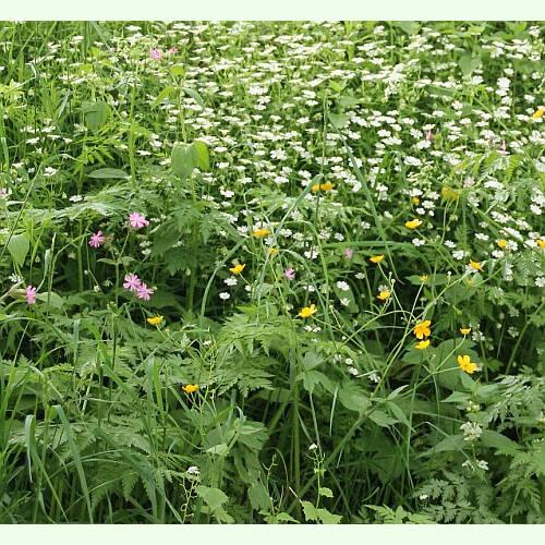 Workshop im Gemeinschaftsgarten wachsenlassen