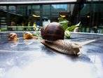 Schneckiges im Sommergarten