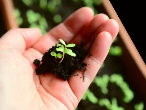 Kleine Gärtner, große Geschichten: Abenteuer im Garten