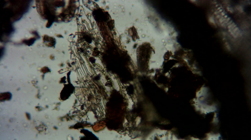 "worm hole in star" Finissage + A/V Performance "meso territories" by Maria Kobylenko