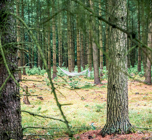 Wald(er)leben
