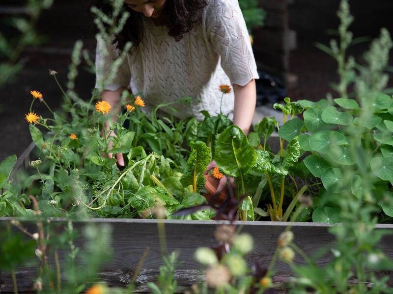 Sea Behind the Wall | Workshop | Harvesting Resilience: Foraging and Guerilla Gardening