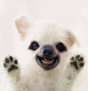Adorable Creatures - The Slothy - English Comedy Open Mic